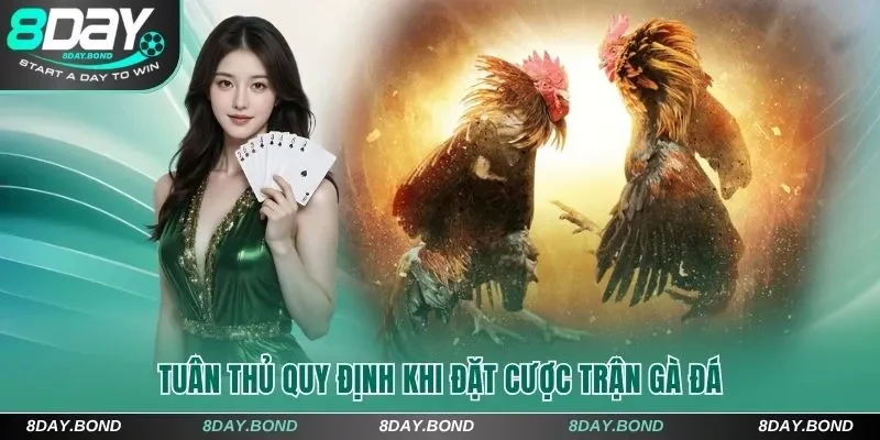 Tuân thủ quy định khi đặt cược trận gà đá