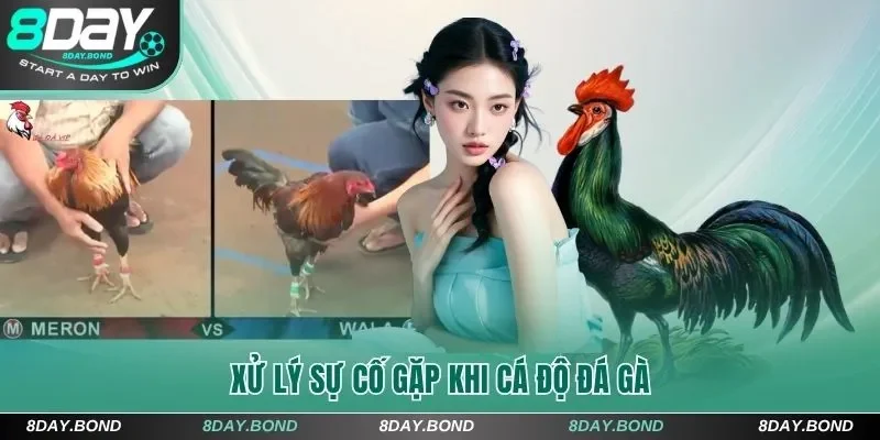 Xử lý sự cố gặp khi cá độ đá gà